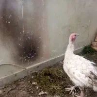 بوقلمون بیوتی فوق سنگین