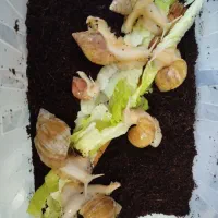 حلزون آچاتینا آلوبینو (رایگان بیاین ببرین )