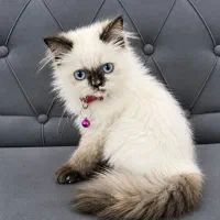 گربه پشمالو چشم‌آبی، ۱۸میلیون