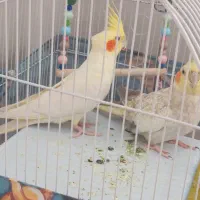 عروس هلندی نر و ماده