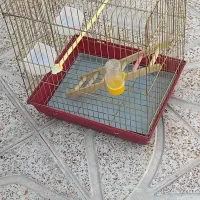 قفس پرنده