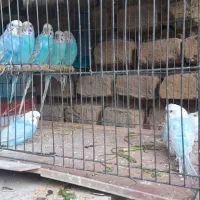 سرگرمی حیوانات پرنده