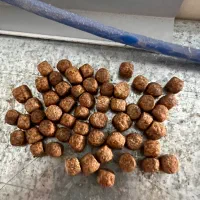 خوراک اکسترود کپور پرواری