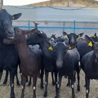 فروش بز مورسیا ، بز سانن،..