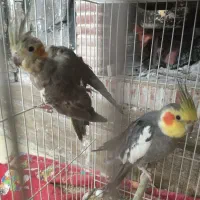 جفت عروس هلندی