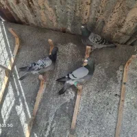 کبوتر شهرستانی ۱۱ عدد