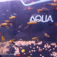 فروش مولی پاندا  زیبا، سالم و فعال