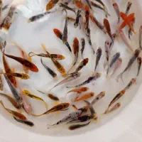 ماهی کوی|ماهی|یزد, |دیوار