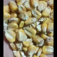 ذرت دانه ای|عمده‌فروشی|محلات, |دیوار