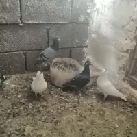 پرنده کفتر آلمانی