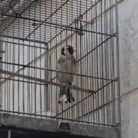 سهره مست بلندبخون