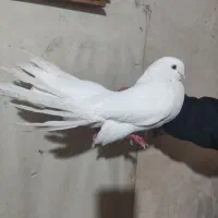 سفید نر  پر آخر