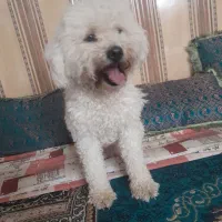 سگ گمشده|حیوانات|سیرجان, |دیوار