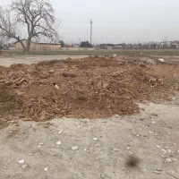 کود گوسفندی مستقیم از دامداری فیروز بهرام