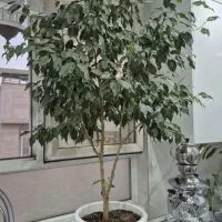 گیاهان آپارتمانی