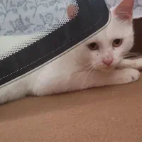 گربه ماده پرشین بیریتیش ۱۰ ماهه درشت و زیبا