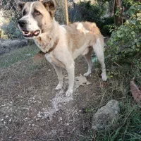 سگ بومی اصیل نگهبانی