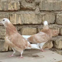 شازده زرد و طوقی پالخت و پاپر سلطنتی