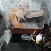 واگذاری دو عدد همستر  به همراه متعلقات