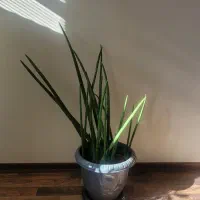 پاپیروس اصل مصری نخل مرداب اصل ،سانسوریا نیزه ای|کلکسیون و سرگرمی|تهران, قبا|دیوار