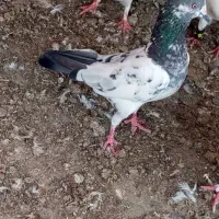 کفتر|پرنده|چابهار, |دیوار