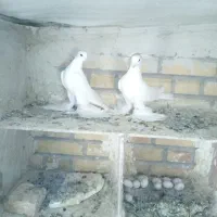 اویناخ لوطی|پرنده|اهر, |دیوار