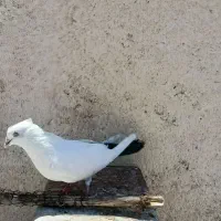 ماده سفید تخت دم سیاه