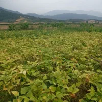 فروش زمین کشاورزی|فروش زمین و ملک کلنگی|خان ببین, |دیوار