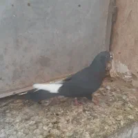 قاره سیاه