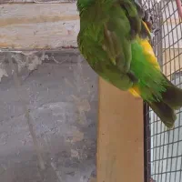طوطی سنگال نر وبنگالی سفید بالغ|پرنده|میاندوآب, |دیوار
