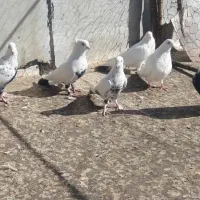 کبوتر حراج فوری