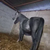 دو راس اسب|اسب و تجهیزات اسبسواری|شیراز, بازار|دیوار