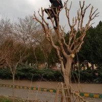 استخدام کارگر باغبان روز مزد یا دائم جهت نهال کاری