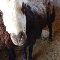 قوچ