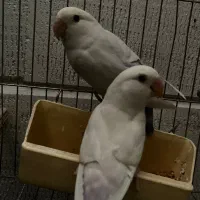 جفت طوطی برزیلی آلبینو