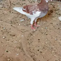 کفتر|پرنده|جم, |دیوار