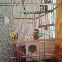 گرینچیک جفت شده نروماده رام