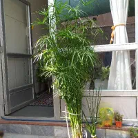 گل مردابی