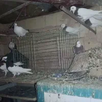 کبوتر طوقی|پرنده|یزد, |دیوار