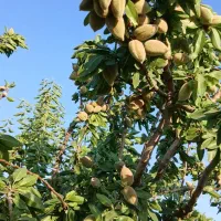 باغ-بادام-7500متری