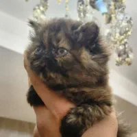 گربه ماده|گربه|خوی, |دیوار