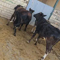 گوساله ماده چاق کشتاری|حیوانات مزرعه|کوهدشت, |دیوار