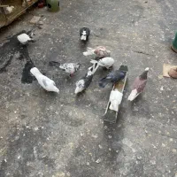 کفتر|پرنده|تهران, آهنگ|دیوار