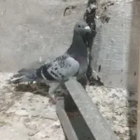 2تا نر سبز جووان