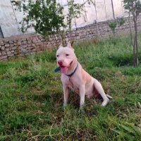 آگهی حیوانات خانگی