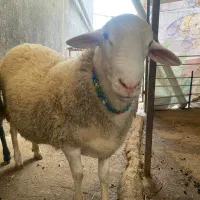 فروش گوسفند قوچ لاکروف چند قلو زای|حیوانات مزرعه|بابکان, |دیوار