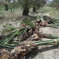 پاجوش مجول،پیارم وزاهدی باتعهد ثبتی و بیمه کشاورزی|خدمات باغبانی و درختکاری|بهبهان, |دیوار