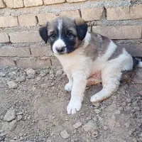 سگ نر|سگ|کارون, |دیوار