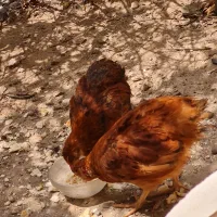 دوتا جوجه بزرگ گم شده