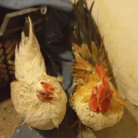 مرغ مینیاتوری